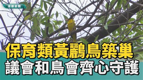 避免鳥築巢|如何讓鳥不來築巢？